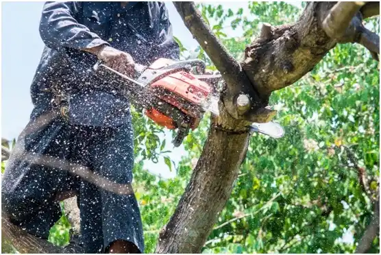 tree services Charlotte Court House
